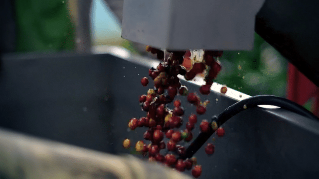 Juan Pablo Villota - Colombian Coffee Expert - Hacienda San Alberto