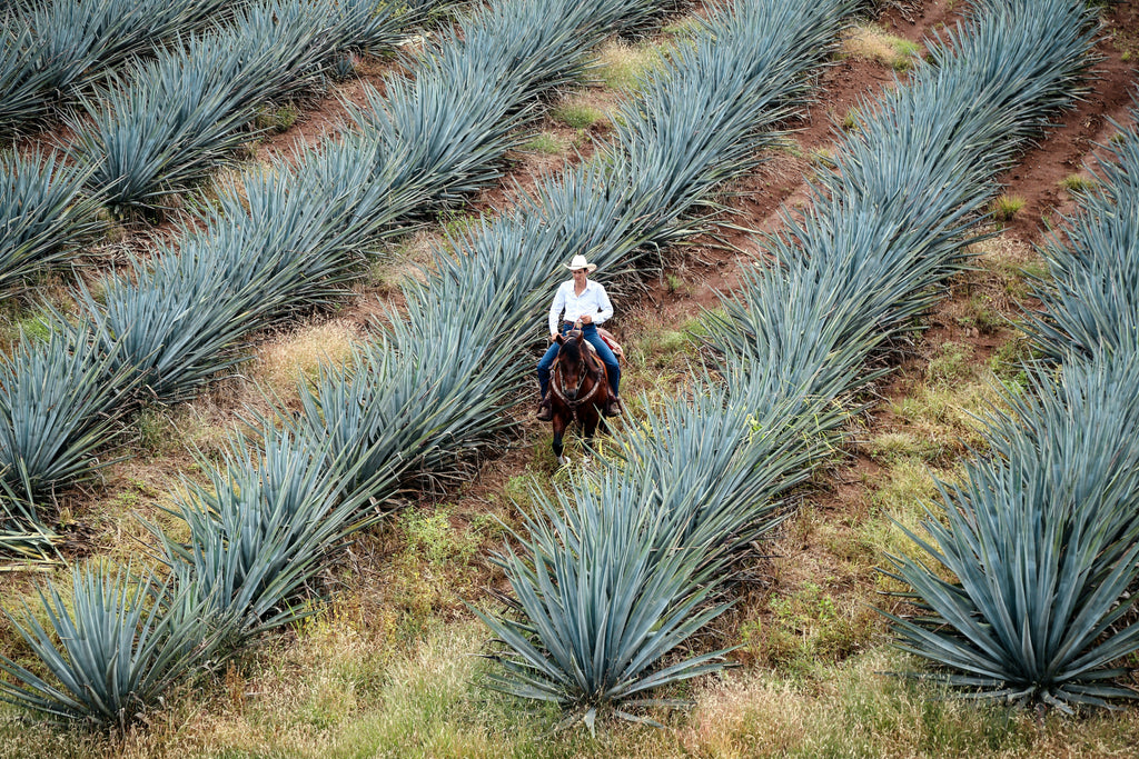 <transcy>Detrás de las escenas de la elaboración del tequila</transcy>